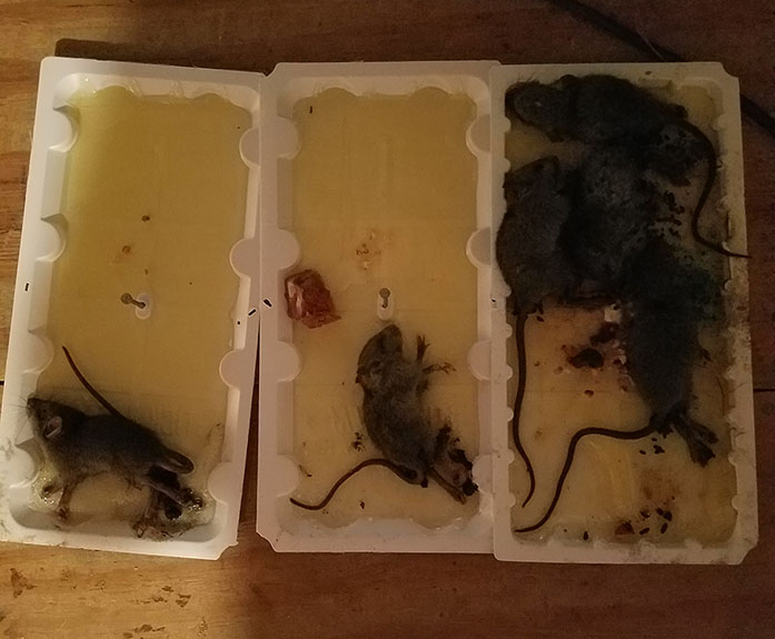 Rodent Removal Advantage Pest Control